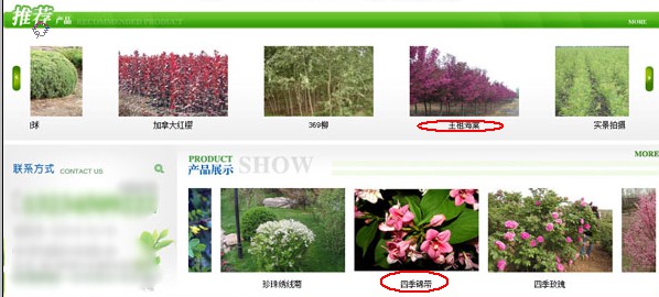 營銷型苗木類網(wǎng)站常見問題簡述分析